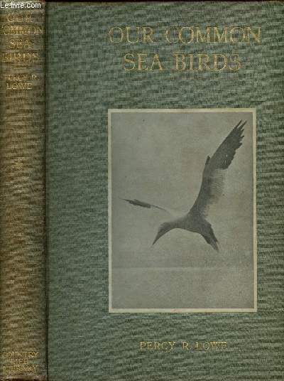 Our common sea-birds (cormorants, terns, gulls, skuas, petrrels and auks)