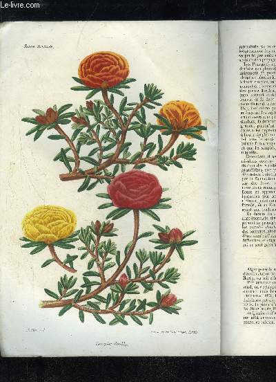 LA REVUE HORTICOLE 1864 N 23 - Chronique horticole de la deuxime quinzaine de novembreSur les Yuceas.Conduite des arbres fruitiers d'aprs le procd Hoobrenk.Le Pancratier maritime.,Pourpier  grandes fleurs doubles Le Musa EnseteSances de 