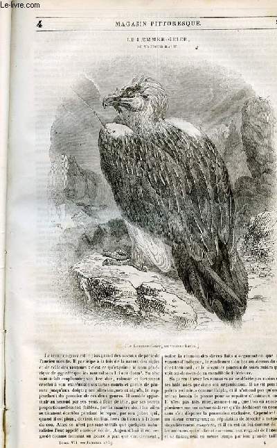 LE MAGASIN PITTORESQUE - Livraison n004 - Le Laemmer - Geier ou vautour barbu.