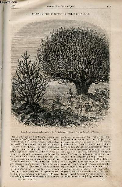 LE MAGASIN PITTORESQUE - Livraison n032 - Euphorbes arborescentes de l'Afrique centrale.