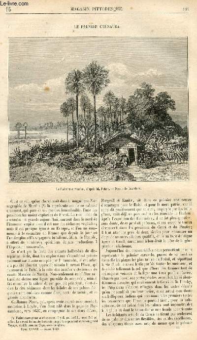 LE MAGASIN PITTORESQUE - Livraison n016 - Le palmier Carnauba.