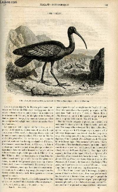 LE MAGASIN PITTORESQUE - Livraison n25 - L'ibis gant.