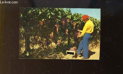 Carte Postale d'un vigneron ramassant des grappes de raisons dans son vignoble amricain.