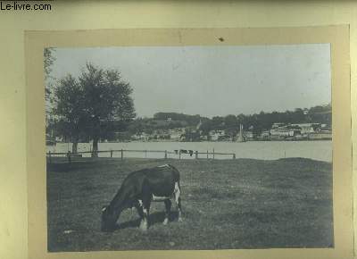 Une photographie originale, d'une vache broutant dans un pr du Lot-et-Garonne, au bord de la Garonne.