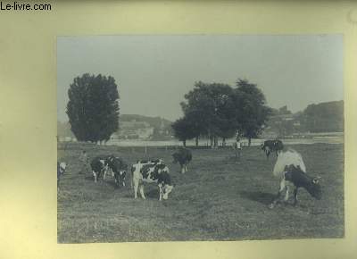 Une photographie originale, d'un troupeau de vaches et de 2 vachers du Lot-et-Garonne.