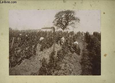 Une photographie ancienne et originale, en noir et blanc, d'une rcolte de raisin dans un champ de vigne.