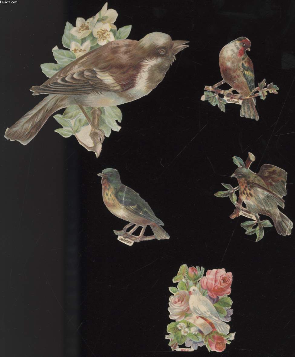 CHROMOLITHOGRAPHIES - OISEAUX