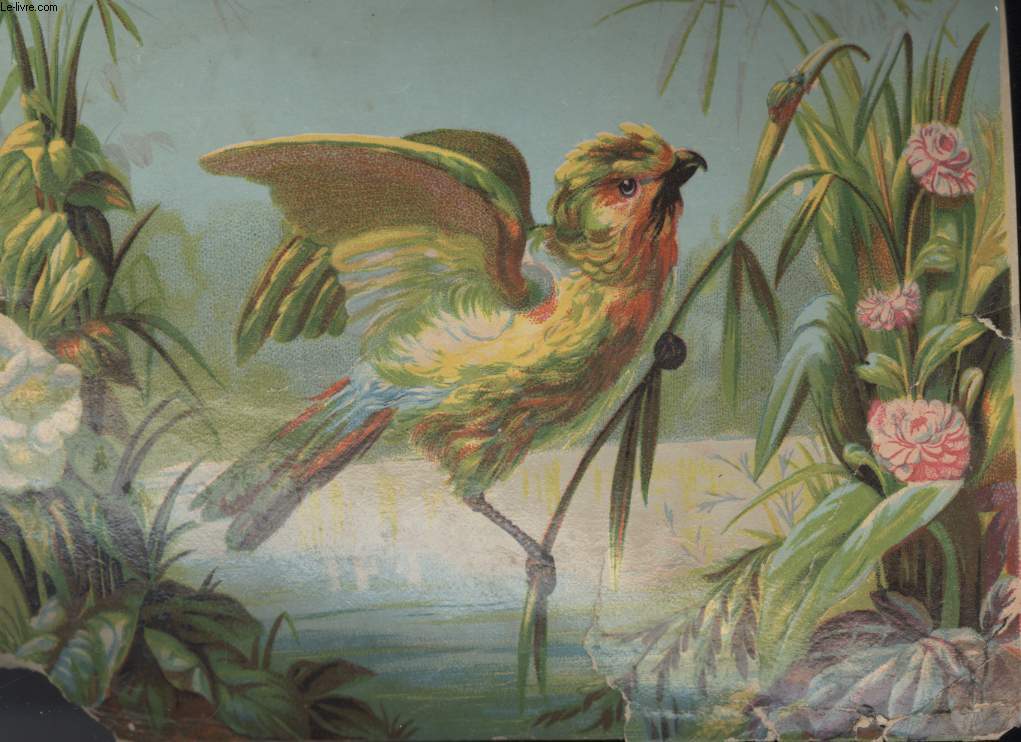 CHROMOLITHOGRAPHIE - OISEAU