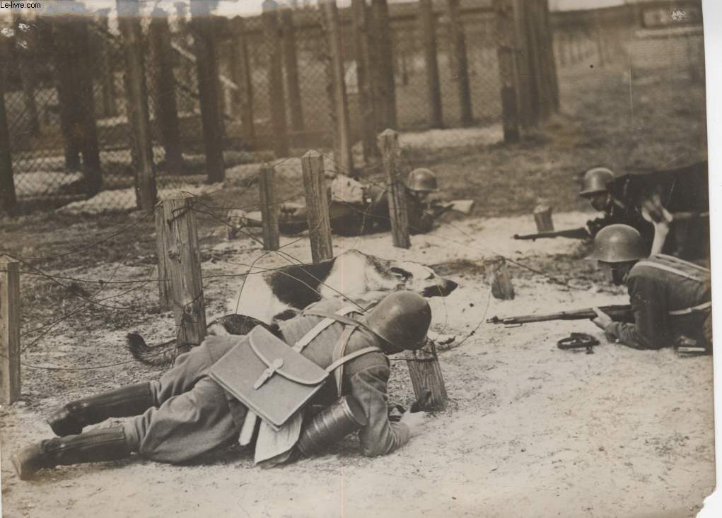 PHOTO ANCIENNE SITUEE - LES CHIENS DANS L'ARMEE POLONAISE