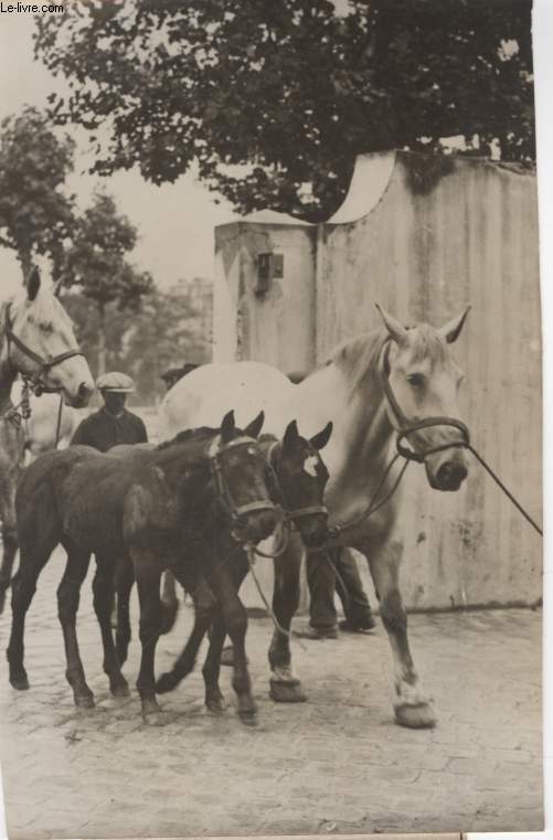 PHOTO ANCIENNE SITUEE - LES MERES DES DEBUTANTES