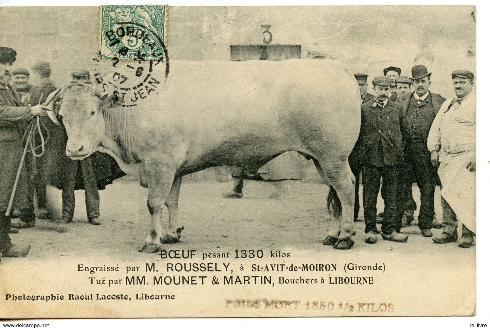 CPA 33. BOEUF ENGRAISSE PAR M. ROUSSELY A ST-AVY-DE-MOIRON. TUE PAR MOUNET ET MARTIN A LIBOURNE 1907