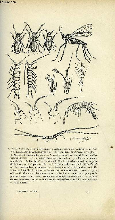 EXTRAIT DE L'ANNUAIRE DU CLUB ALPIN FRANCAIS 23e ANNEE - III. Note sur la faune souterraine de Paris par M. Armand Vir, Miscellanes - Dans les aravis : l'glise des fes par J. Moris, Une ascension dans l'Aurs : L'amar-kaddou par Th. Salom