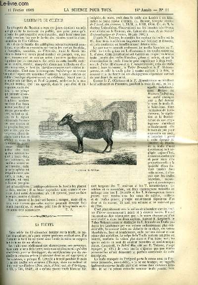 La science pour tous n 11 - L'antilope de clbes, La truffe par H. Bonnet, Les offuscations du soleil et les brouillards secs par Gdon Bresson, Le chemin de fer du Mont Cenis, systme Fell par J. Girard, L'abeille perce bois par Henri Villain, Nouveau