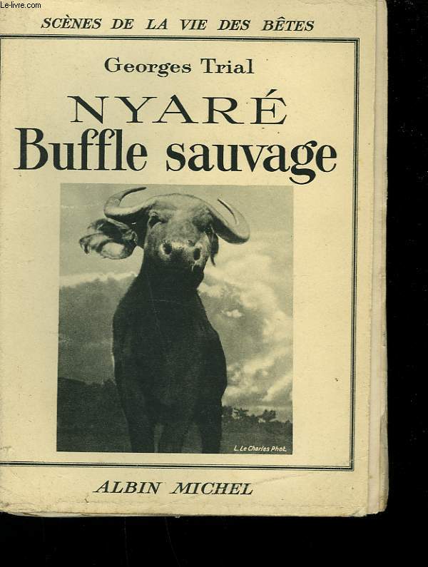 NYARE BUFFLE SAUVAGE.