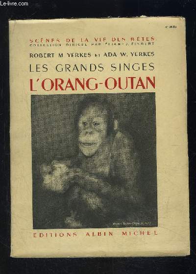 LES GRANDS SINGES- L ORANG OUTAN