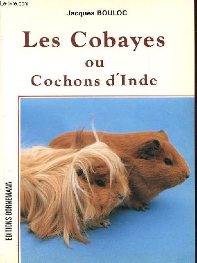 LES COBAYES OU COCHONS D'INDE