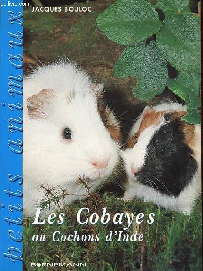 LES COBAYES OU COCHONS D'INDE