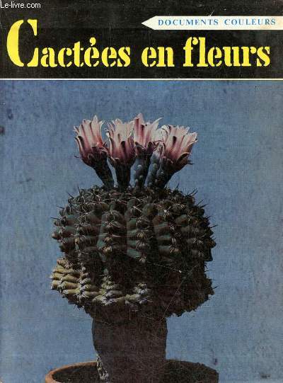 Cactes en fleurs.