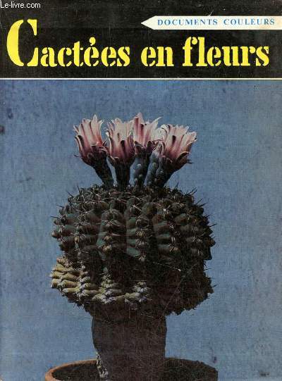 Cactes en fleurs.