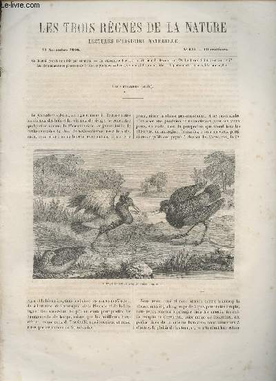 Les trois rgnes de la nature - Lectures d'histoire naturelle n151 - 17 novembre 1866 - Les chevaliers (suite) - Les Oies