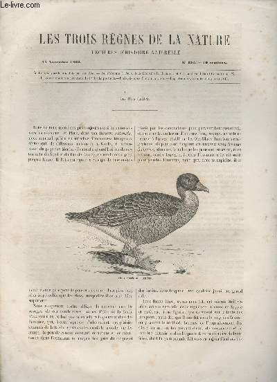 Les trois rgnes de la nature - Lectures d'histoire naturelle n152 - 24 novembre 1866 - Les Oies (suite)