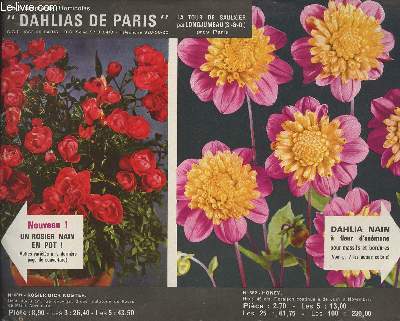 Catalogue Dahlias de Paris - Un rosier nain en pot - Dahlias nain  fleur d'anmone