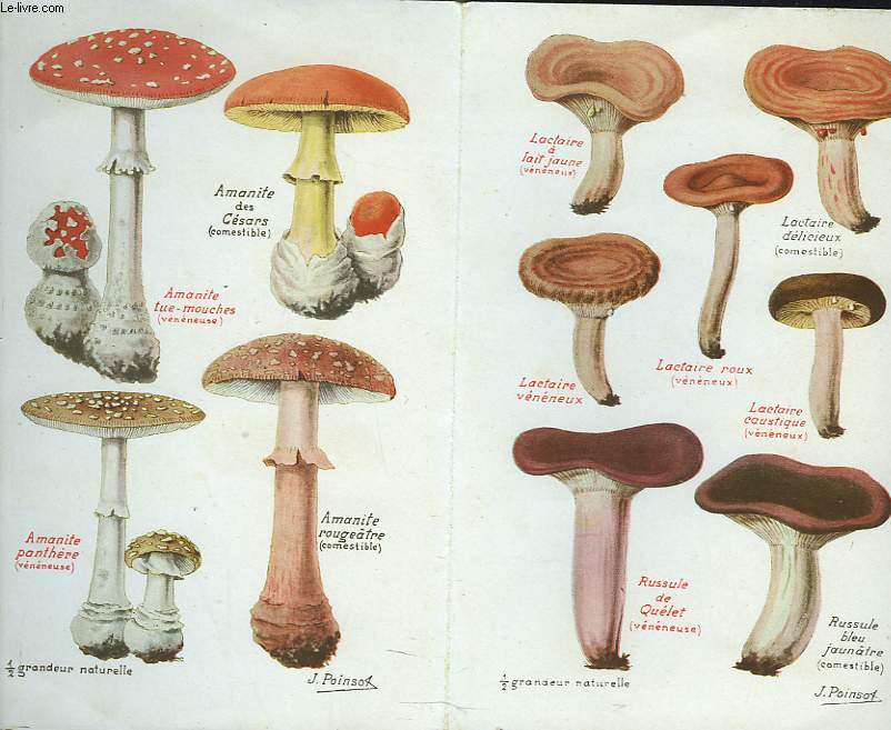 LES MAUVAIS ET LES BONS CHAMPIGNONS