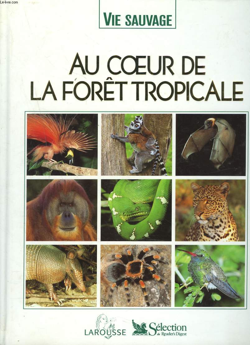 AU COEUR DE LA FORT TROPICALE.