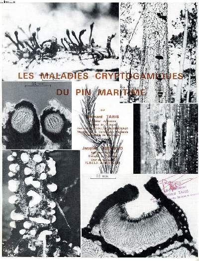 Les maladies cryptogamiques du pin maritime Extrait du bulletin technique d'information N 229 Mai 1968