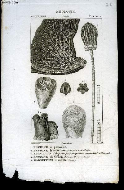 52 PLANCHES ZOOLOGIE