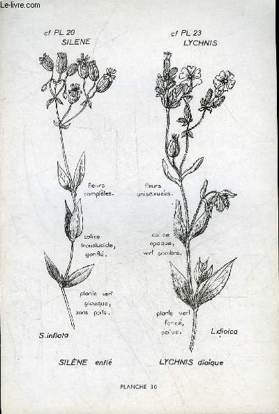 ATLAS POUR LA RECONNAISSANCE DIRECTE DES PLANTES LES PLUS COMMUNES