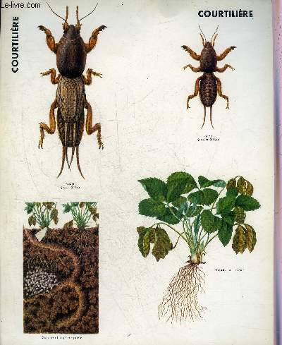 UN CLASSEUR CONTENANT 43 PLANCHES EN COULEURS AVEC DESCRIPTION AU DOS DE LA PLANCHE SUR LES INSECTES.