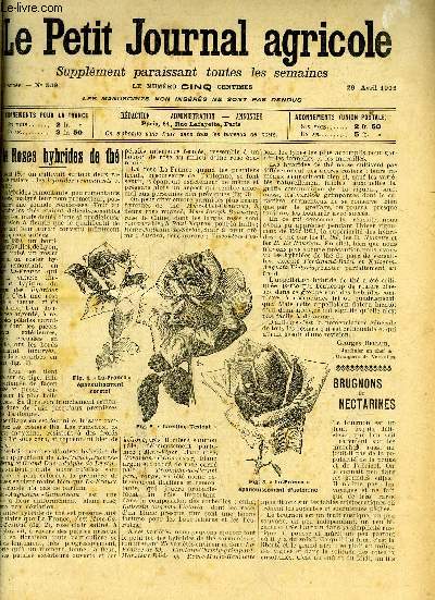 LE PETIT JOURNAL AGRICOLE N° 539 - Petites cultures : Les roses hybrides de thé (fig.).