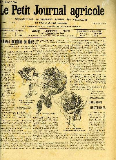 LE PETIT JOURNAL AGRICOLE N 539 - Petites cultures : Les roses hybrides de th (fig.).