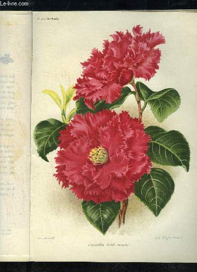 LA REVUE HORTICOLE 1913 N 20 - D. Bois et G. T.-Grignan . .Chronique horticole..S. MottetSalvia nemorosa.Owen Thomas.Le Loganberry comme fruit de commerceJ. M. Harraca.Pincement et rognage. Ad. Van den Heede . Un splendide Hmanthus..Max Garnier..Camelli