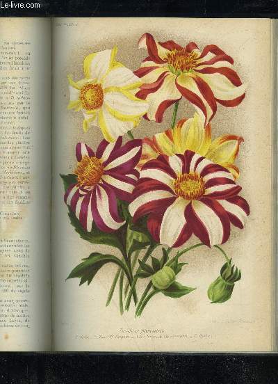 REVUE HORTICOLE 1910 TOME 10 - 24 PLANCHES COULEURS