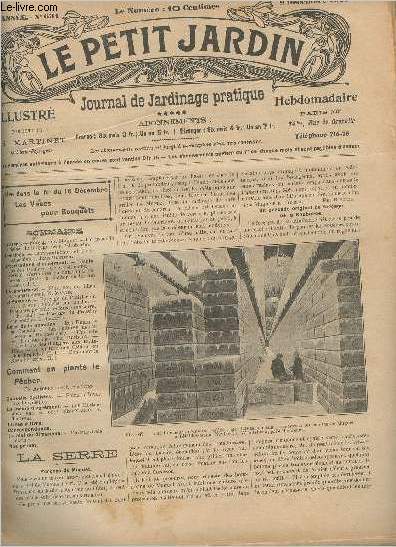 LE PETIT JARDIN ILLUSTRE N 631 - 9 dc. 1905 - Forage du muguet - Un procd original de forage de la rhubarbe - Chrysanthmes et chrysanthmistes - Plantation des rosiers cochet-cochet - Varits d'arbustes en buisson  floraison estivale,  planter