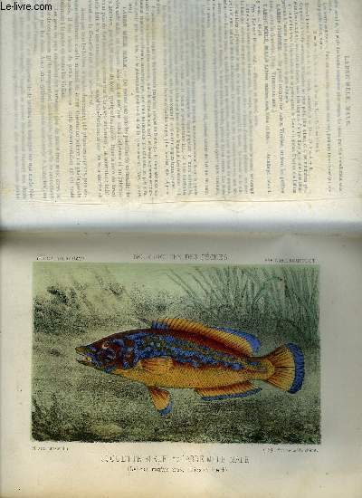 LA PECHE ET LES POISSONS - NOUVEAU DICTIONNAIRE GENERAL DES PECHES