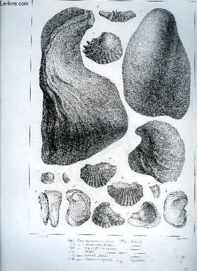 UNE PLANCHE EN NOIR ET BLANC PROVENANT DE L'ATLAS MONOGRAPHIE DU GENRE OSTREA - TERRAIN CRETACE - PLANCHE N18 - OSTREA HIPPOPODIUM NILSSON ETAGE SANTONIEN - PROBOSCIDEA ARCHIAC - IRIGONIOEFORMIS COQUAND - PUSCHII - LATERALIS NILSSON - RECHEBRUNI COQUAND