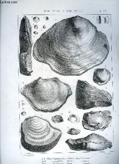 UNE PLANCHE EN NOIR ET BLANC PROVENANT DE L'ATLAS MONOGRAPHIE DU GENRE OSTREA - TERRAIN CRETACE - PLANCHE N20 - OSTREA HIPPOPODIUM NELSSON ETAGE SANTONIEN - GIBBA REUSS - NAUMANNI REUSS - MINUTA ROEMER.