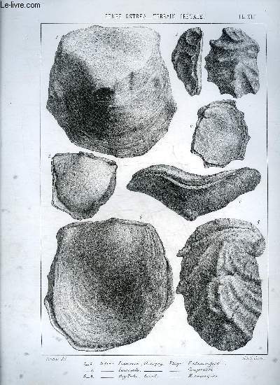 UNE PLANCHE EN NOIR ET BLANC PROVENANT DE L'ATLAS MONOGRAPHIE DU GENRE OSTREA - TERRAIN CRETACE - PLANCHE N41 - OSTREA LESUEURI ORBIGNY ETAGE ROTOMAGIEN - LACINIATA CAMPANIEN - DIGITATE GEINITZ ROTOMAGIEN.