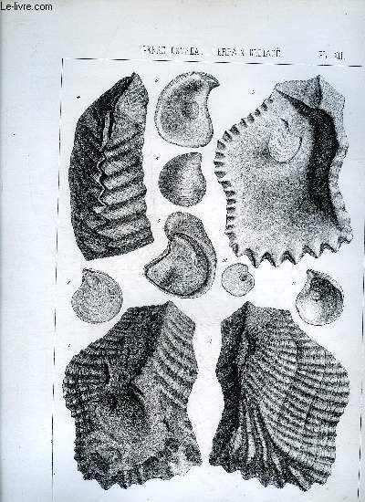 UNE PLANCHE EN NOIR ET BLANC PROVENANT DE L'ATLAS MONOGRAPHIE DU GENRE OSTREA - TERRAIN CRETACE - PLANCHE N12 - OSTREA BARRANDEI H.COQUAND ETAGE CAMPANIEN - PITCHERI - UNCINELLA LEYMERIE.