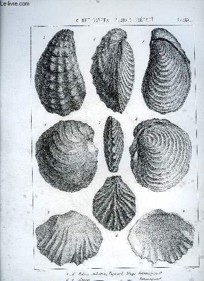 UNE PLANCHE EN NOIR ET BLANC PROVENANT DE L'ATLAS MONOGRAPHIE DU GENRE OSTREA - TERRAIN CRETACE - PLANCHE N48 - OSTREA DELETTREI COQUAND ETAGE ROTOMAGIEN - SENACI ROTOMAGIEN - DESORI CARENTONIEN.