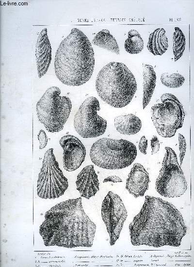 UNE PLANCHE EN NOIR ET BLANC PROVENANT DE L'ATLAS MONOGRAPHIE DU GENRE OSTREA - TERRAIN CRETACE - PLANCHE N 62 OSTREA BRADAKENSIS - TRAUTSCHOLDI - STRIALULA - KARASSOUBAZARENSIS - FORNIX - GIBBA - OSTREA LARTETI - LUYNESI - ARAGONENSIS - CORNUELIS ETC.