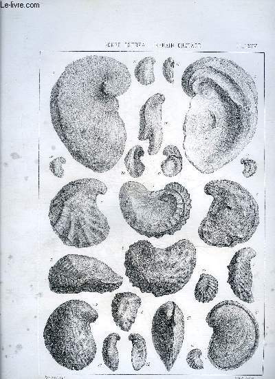 UNE PLANCHE EN NOIR ET BLANC PROVENANT DE L'ATLAS MONOGRAPHIE DU GENRE OSTREA - TERRAIN CRETACE - PLANCHE N64 OSTREA MINOS H.COQUAND ETAGE NEOCOMIEN - BOUSSINGAULTI ORBIGNY URGO APTIEN - FALCO H.COQUAND.