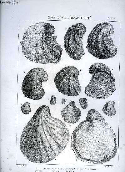 UNE PLANCHE EN NOIR ET BLANC PROVENANT DE L'ATLAS MONOGRAPHIE DU GENRE OSTREA - TERRAIN CRETACE - PLANCHE N45 OSTREA OLISOPOPENSIS COQUAND ETAGE CARENTONIEN - COLUMBA DESHAYES - CANALICULATA ORBIGNY ALBIEN.