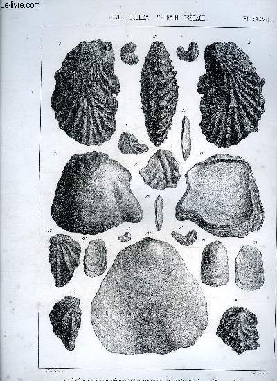 UNE PLANCHE EN NOIR ET BLANC PROVENANT DE L'ATLAS MONOGRAPHIE DU GENRE OSTREA - TERRAIN CRETACE - PLANCHE N 38 - ACANTHONANTA COQUAND ETAGE SANTONIEN - PERONI - SEMIPTANA SOWERBY - COSTEI COQUAND ETAGE SANTONIEN - BOURGUIGNATI - BOUCHERONI.