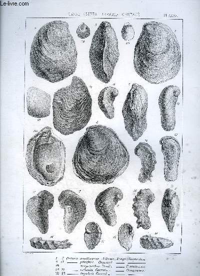 UNE PLANCHE EN NOIR ET BLANC PROVENANT DE L'ATLAS MONOGRAPHIE DU GENRE OSTREA - TERRAIN CRETACE - PLANCHE N36 OSTREA ACUTIROSTRIS NILSSON ETAGE SANTONIEN - PLICIFERA COQUAND - TRAPEZOIDEA GENITZ CORENTONIEN - VILLICATA CONRAD CAMPANIEN - LUGUBRIS CONRAD.