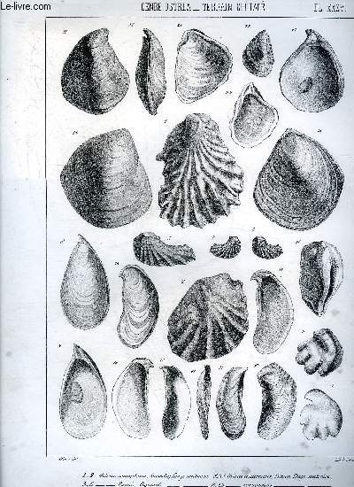 UNE PLANCHE EN NOIR ET BLANC PROVENANT DE L'ATLAS MONOGRAPHIE DU GENRE OSTREA - TERRAIN CRETACE - PLANCHE N35 OSTREA SEMIPLANA SOWERBY ETAGE SANTONIEN - PERONI COQUAND - SUBPLICATA GEINITZ - OSTREA ACUTIROSLRIS ETAGE SANTONIEN - CURVIROSTRIS ETC.