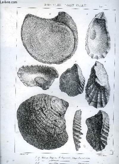 UNE PLANCHE EN NOIR ET BLANC PROVENANT DE L'ATLAS MONOGRAPHIE DU GENRE OSTREA - TERRAIN CRETACE - PLANCHE N51 OSTREA TRIGERI H.COQUAND ETAGTE CARENTONIEN - PESDRACONIS - QUERCIFOLIA ROTOMAGIEN.